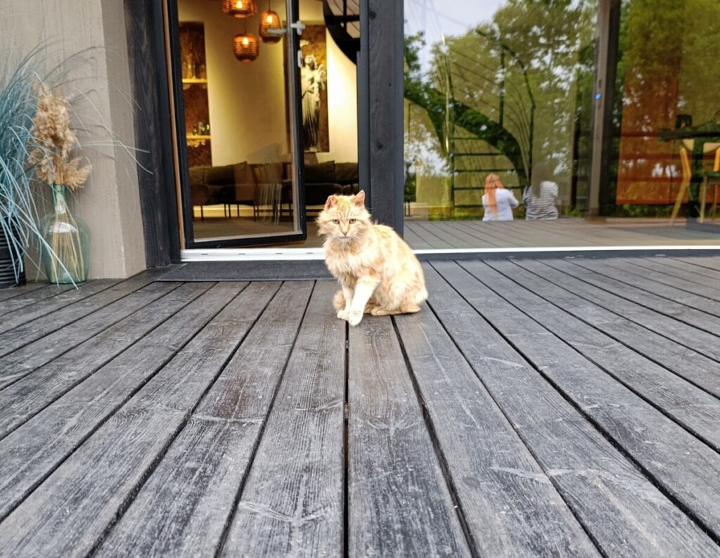 Viesu nama saimnieks – Pūkis. 2026. gada 18. jūnijā. Foto: Evita Savicka