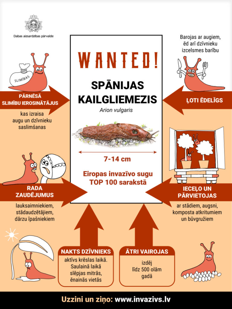 Spānijas kailgliemezis: Dabas aizsardzības pārvaldes infografika. Avots: DAP
