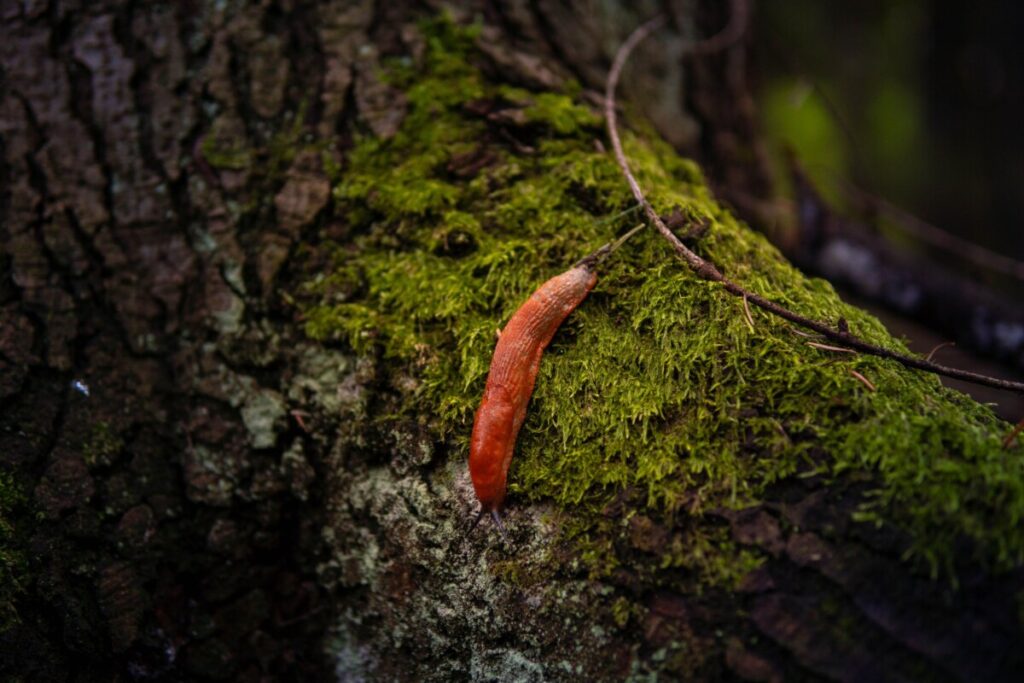 Spānijas kailgliemezis. Foto: Michal Robak / Pexels