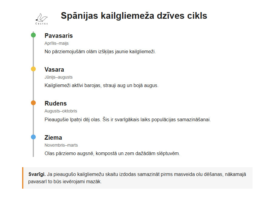 Spānijas kailgliemeža dzīves cikls. Infografika: chayka.lv