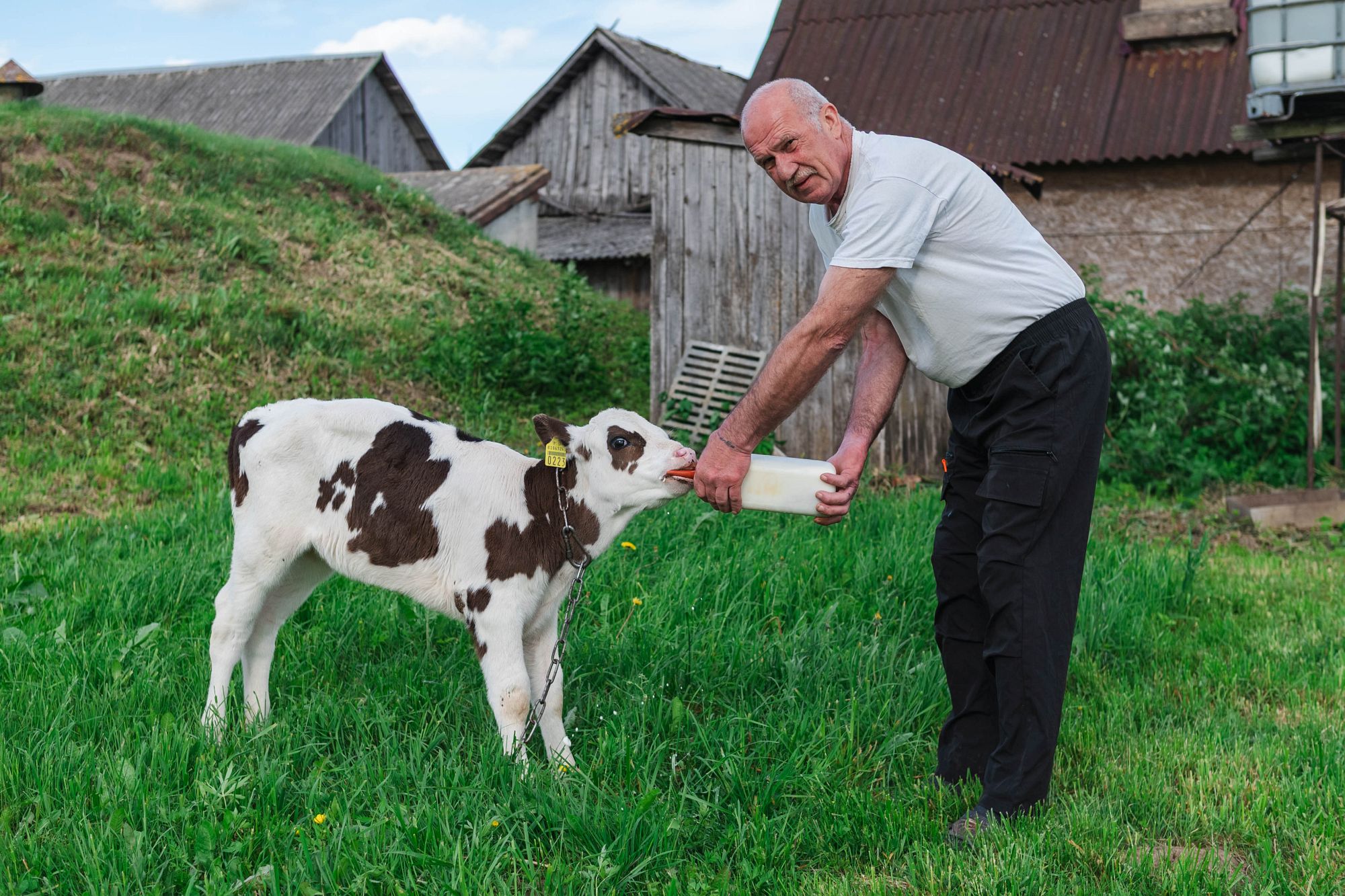 Ainārs baro teliņu no pudeles.