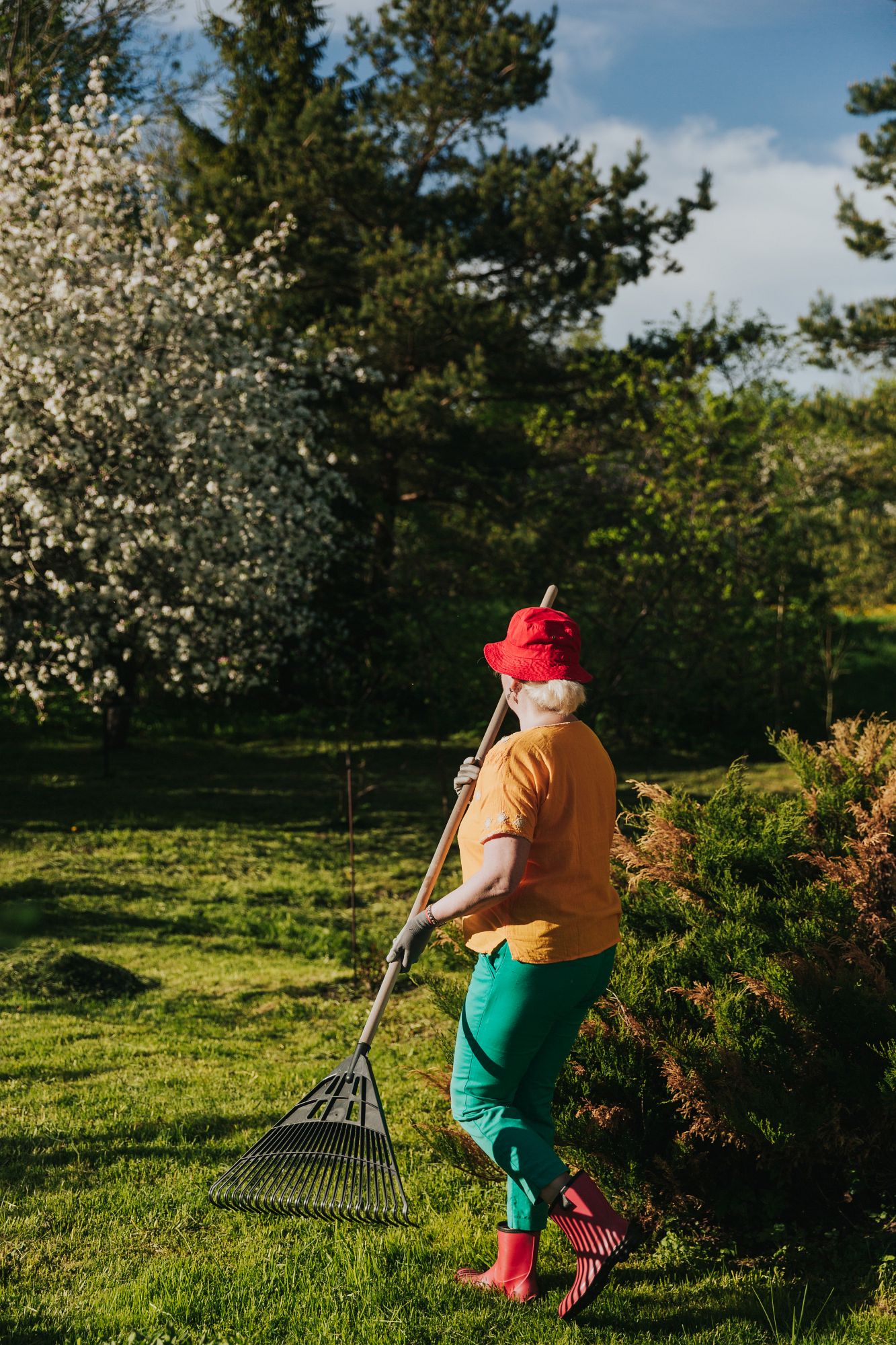 Jeļena ar grābekli iet pa dārzu, fotografēta no muguras; ziedoši koki, zāle, darba zābaki.