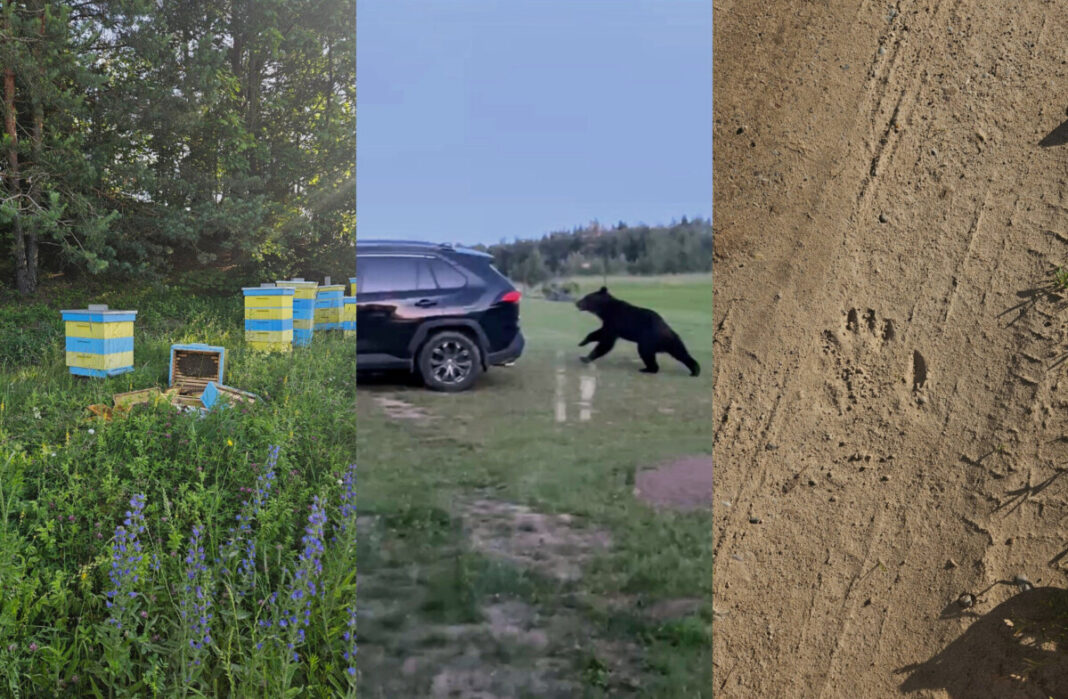 Lācis izpostījis bišu stropus Ignalinas rajonā, Lietuvā. Foto: Garbšių Bitė/ Facebook Lācis izpostījis bišu stropus Ignalinas rajonā, Lietuvā. Foto: Garbšių Bitė/ Facebook