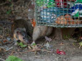 “Mira reanimācijā. Diagnoze – leptospiroze.” Kas tā par slimību un kā sevi pasargāt Leptospiroze – smaga infekcijas slimība, ko pārnēsā dažādi dzīvnieki, īpaši žurkas un peles. Foto: Victorburnside/ Getty Images