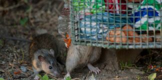 Leptospiroze – smaga infekcijas slimība, ko pārnēsā dažādi dzīvnieki, īpaši žurkas un peles. Foto: Victorburnside/ Getty Images