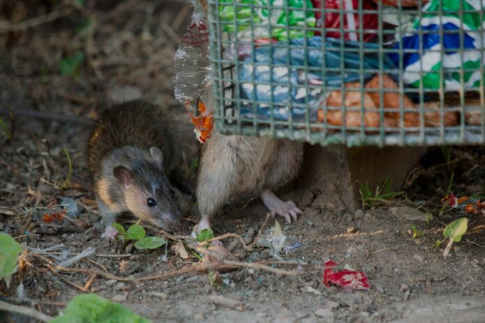 zurka Leptospiroze – smaga infekcijas slimība, ko pārnēsā dažādi dzīvnieki, īpaši žurkas un peles. Foto: Victorburnside/ Getty Images