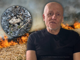 Kāpēc pavasarī nedrīkst dedzināt kūlu: skaidro herpetologs Mihails Pupiņš Kūlas dedzināšana ir bīstama ne tikai dzīvniekiem, bet arī cilvēkiem, norāda Latgales zoodārza direktors, herpetologs Mihails Pupiņš. Kolāža: Chayka.lv