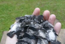 Kā piecas bezdelīgas izmainīja vasaras plānus. Stāsts par labestību, pacietību un piecām izglābtām dzīvībām 20. jūlijā pie Ilūkstes Kultūras un mākslas centra uz asfalta nokrita bezdelīgas ligzda. Pieci putnēni brīnumainā kārtā palika dzīvi. Foto: Jūlija Senkāne