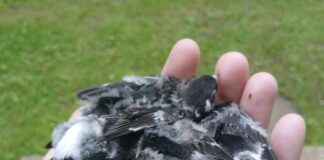 20. jūlijā pie Ilūkstes Kultūras un mākslas centra uz asfalta nokrita bezdelīgas ligzda. Pieci putnēni brīnumainā kārtā palika dzīvi. Foto: Jūlija Senkāne