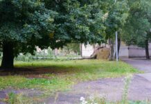 Ko darīt ar vētrā nogāztajiem kokiem un vai par koksni var saņemt naudu Nogāzts bērzs vienā no Daugavpils pagalmiem 22. augustā. Foto: Dmitrijs Makejevs