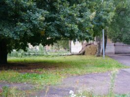 Nogāzts bērzs vienā no Daugavpils pagalmiem 22. augustā. Foto: Dmitrijs Makejevs