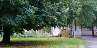 Nogāzts bērzs vienā no Daugavpils pagalmiem 22. augustā. Foto: Dmitrijs Makejevs