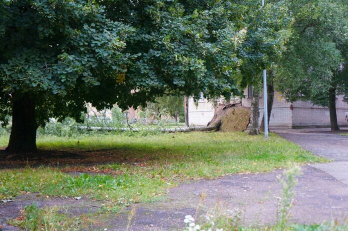 berzs Nogāzts bērzs vienā no Daugavpils pagalmiem 22. augustā. Foto: Dmitrijs Makejevs