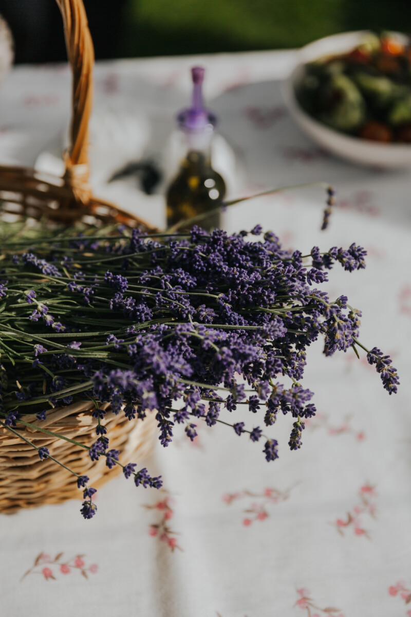 Lavandas zariņi pēc ziedēšanas — neaizmirstams, valdzinošs vasaras aromāts. Foto: Irina Maskaļenko