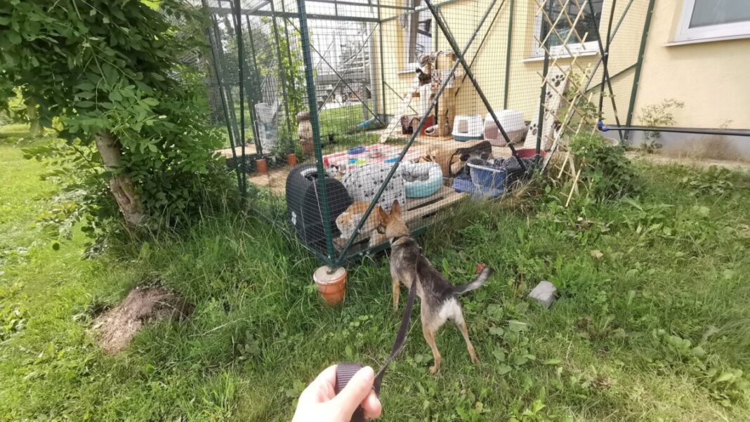 otra maja Dzīvnieku patversme "OTRĀ MĀJA" Augšdaugavas novadā aicina iedzīvotājus palīdzēt ar mantām vai laiku. Foto no patversmes "OTRĀ MĀJA" Facebook lapas