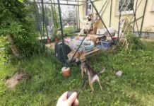 Palīdzēt ar mantām vai savu laiku: kas pašlaik nepieciešams patversmei “Otrā māja” Dzīvnieku patversme "OTRĀ MĀJA" Augšdaugavas novadā aicina iedzīvotājus palīdzēt ar mantām vai laiku. Foto no patversmes "OTRĀ MĀJA" Facebook lapas