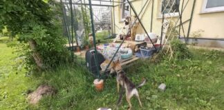 Dzīvnieku patversme "OTRĀ MĀJA" Augšdaugavas novadā aicina iedzīvotājus palīdzēt ar mantām vai laiku. Foto no patversmes "OTRĀ MĀJA" Facebook lapas