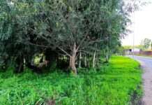 Kaķu kolonija pie Gubiščes ezera: kāpēc ap to izcēlies konflikts Daugavpilī izcēlies konflikts par oficiāli reģistrētu kaķu koloniju pie Gubiščes ezera. Foto: Evita Savicka (2026. gada 12. augusts)