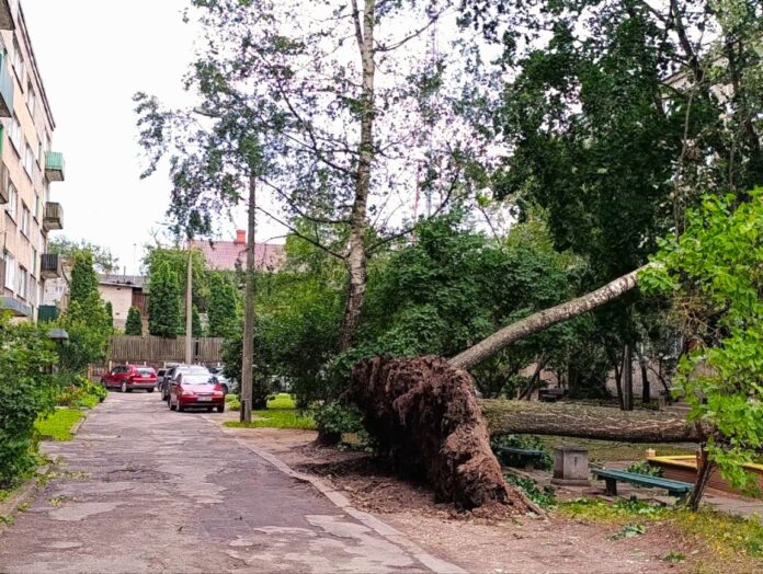 Vēja nogāzts koks Miera ielā Daugavpilī. 2026. gada 22. augusts. Foto: Evita Savicka