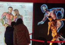 Iespaidīgā izstāde par cilvēka ķermeni, T-Fest šovs un filmas “Uļa” Latvijas pirmizrāde. Viedā afiša: Rīga. 2026. gada septembris No 17. septembra līdz 17. decembrim t/c Teika Plaza būs apskatāma izstāde par cilvēka ķermeni BODIES Evolution. Izstāde būs atvērta katru dienu no plkst. 10.00 līdz 20.00. Ilustratīvs foto: bodiesevolution.es