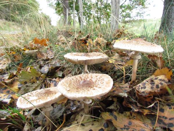Sarkstošā dižsardzene – Chlorophyllum rhacodes. Foto: first-nature.com