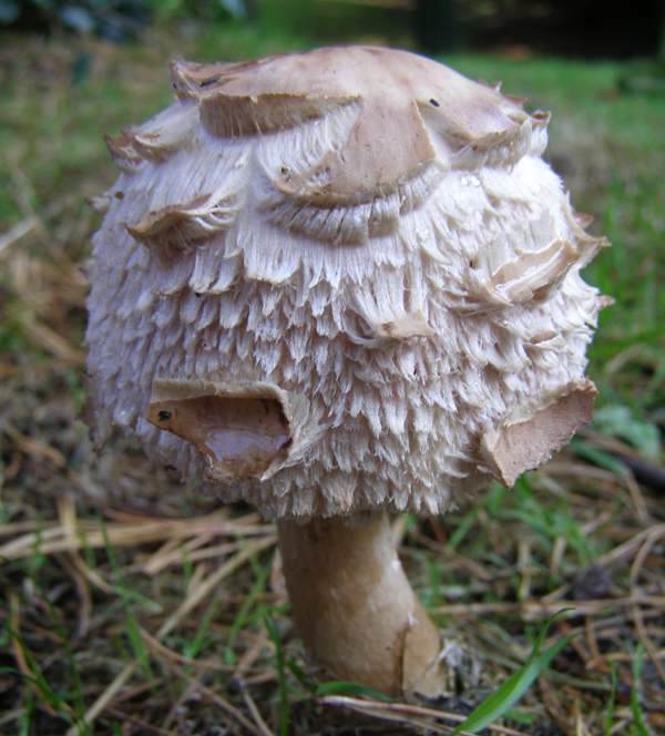 Sarkstošā dižsardzene – Chlorophyllum rhacodes. Foto: first-nature.com