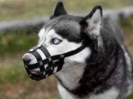 Suņu uzbrukums bērniem Carnikavā: kas zināms par notikušo un kādas būs sekas Pēc suņu uzbrukuma bērniem Carnikavā sākts kriminālprocess, bet paši dzīvnieki pagaidām paliek pie īpašnieces. Vienlaikus Latvijā joprojām nav līdz galam noregulēta rīcība pēc šādiem uzbrukumiem. Ilustratīvs foto: magnific
