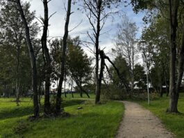 Daugavpilī vētrā nogāztos kokus novāks vēl vismaz trīs nedēļas. Vispirms – tos, kas rada apdraudējumu Avotiņu parks Ķīmijas apkaimē Daugavpilī. 2026. gada 31. augusts. Foto: Anastasija Šubina