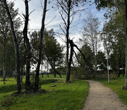 Daugavpilī vētrā nogāztos kokus novāks vēl vismaz trīs nedēļas. Vispirms – tos, kas rada apdraudējumu Avotiņu parks Ķīmijas apkaimē Daugavpilī. 2026. gada 31. augusts. Foto: Anastasija Šubina